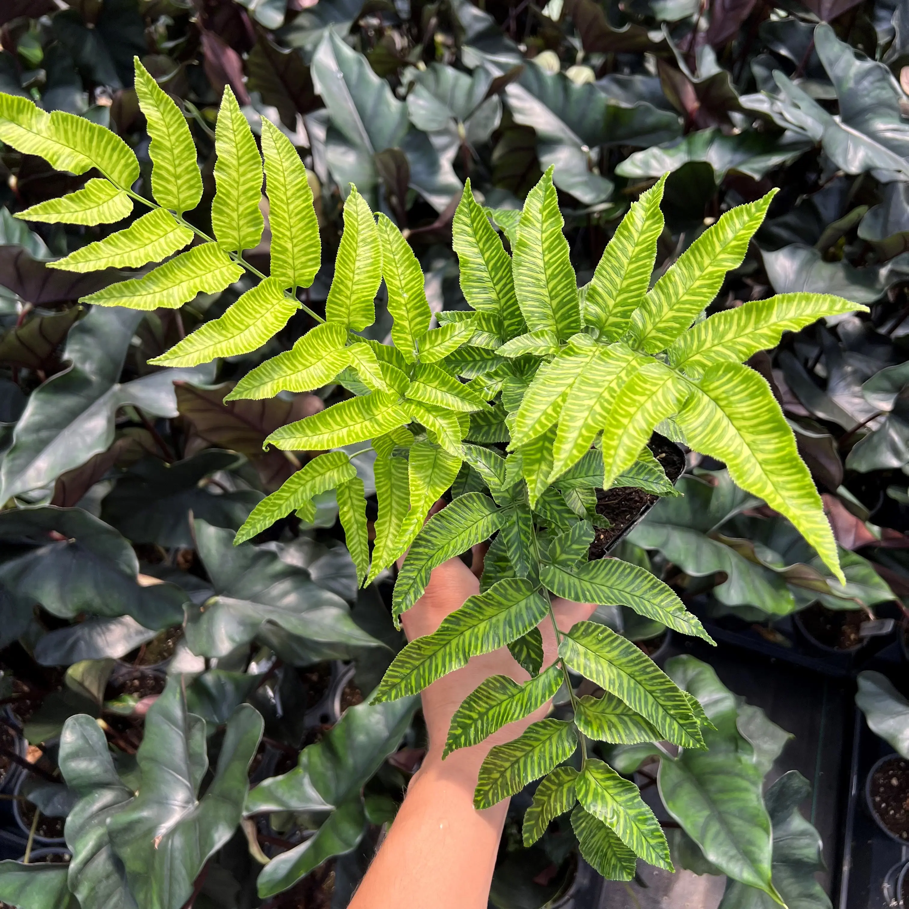Coniogramme-emeiensis-Golden-