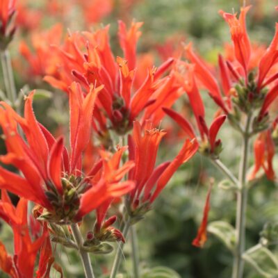 Dicliptera suberecta - Hummingbird Plant (4.5" Pot)