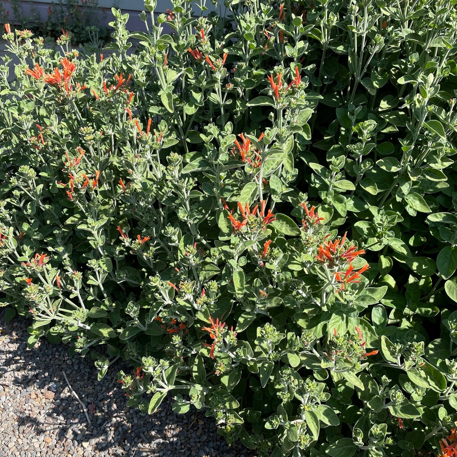 Dicliptera suberecta - Hummingbird Plant (4.5" Pot) - Image 2