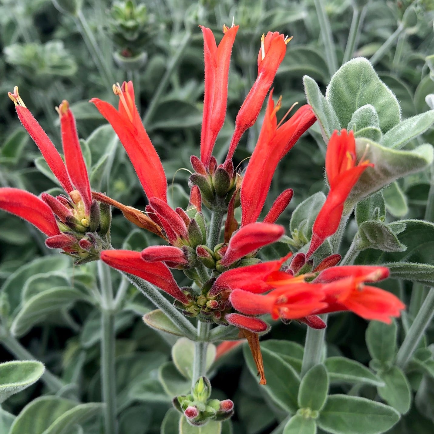 Dicliptera suberecta - Hummingbird Plant (4.5" Pot) - Image 4