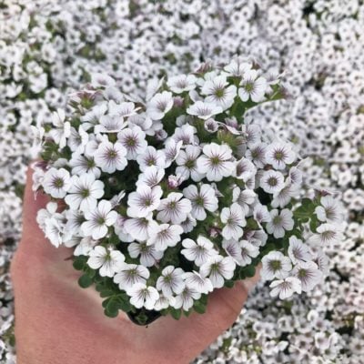 Gypsophila cerastioides - Clumping Baby's Breath (3.5" Pot)