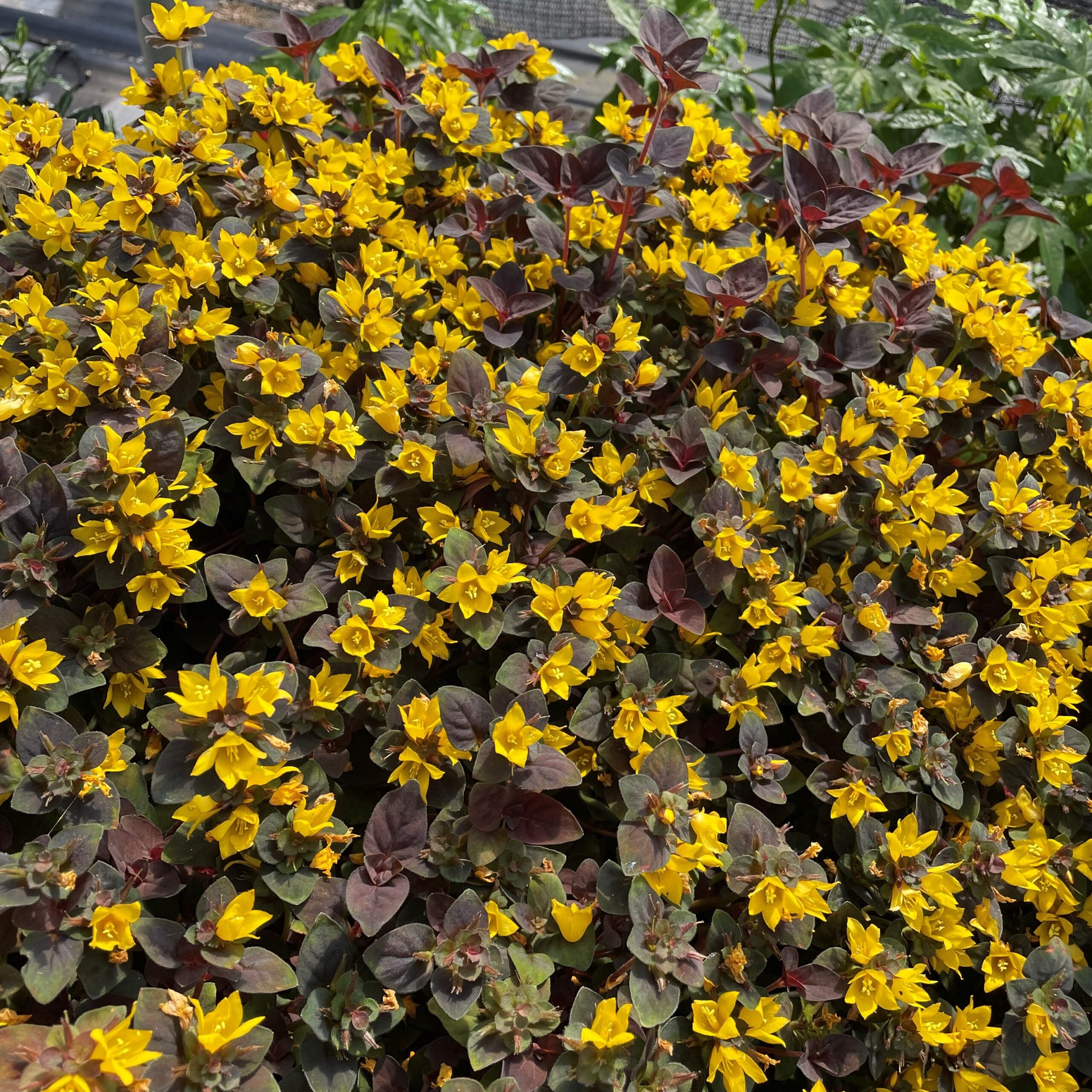 Lysimachia congestiflora 'Persian Chocolate' - Moneywort (3.5" Pot) - Image 2