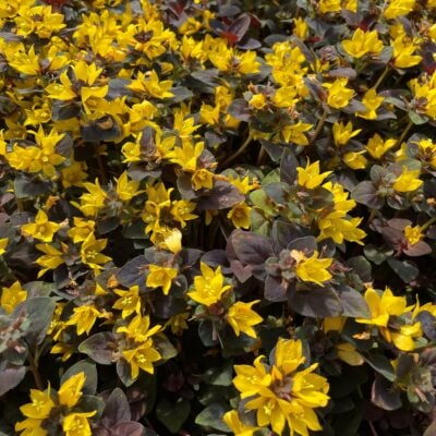 Lysimachia congestiflora 'Persian Chocolate' - Moneywort (3.5" Pot)
