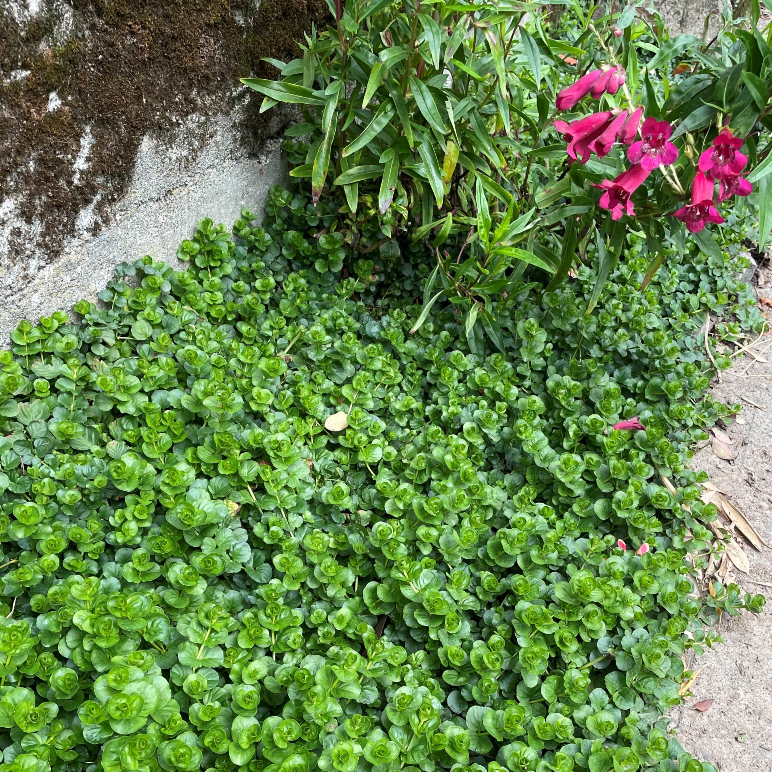 Lysimachia nummularia - Creeping Jenny (3.5" Pot) | Little Prince of Oregon  Nursery