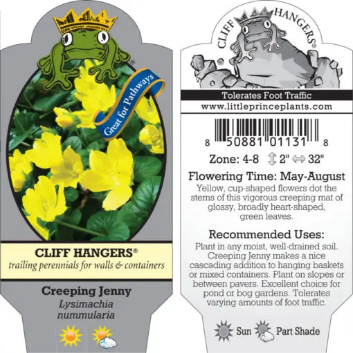 Lysimachia nummularia - Creeping Jenny (3.5" Pot) | Little Prince of Oregon  Nursery