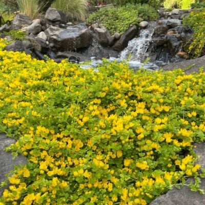 Lysimachia nummularia - Creeping Jenny (3.5" Pot)