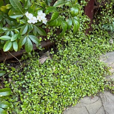 Muehlenbeckia complexa - Maidenhair Vine (3.5" Pot)