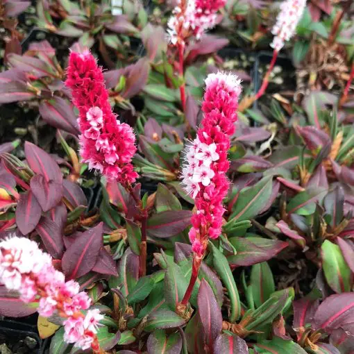 Persicaria affinis - Fleeceflower (3.5
