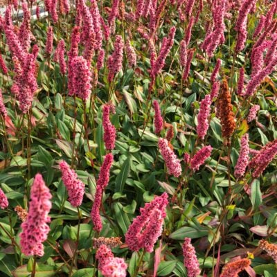 Persicaria affinis - Fleeceflower (3.5" Pot)