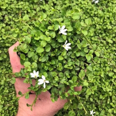 Pratia angulata - White Star Creeper (3.5" Pot)