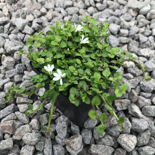 Pratia angulata - White Star Creeper (3.5