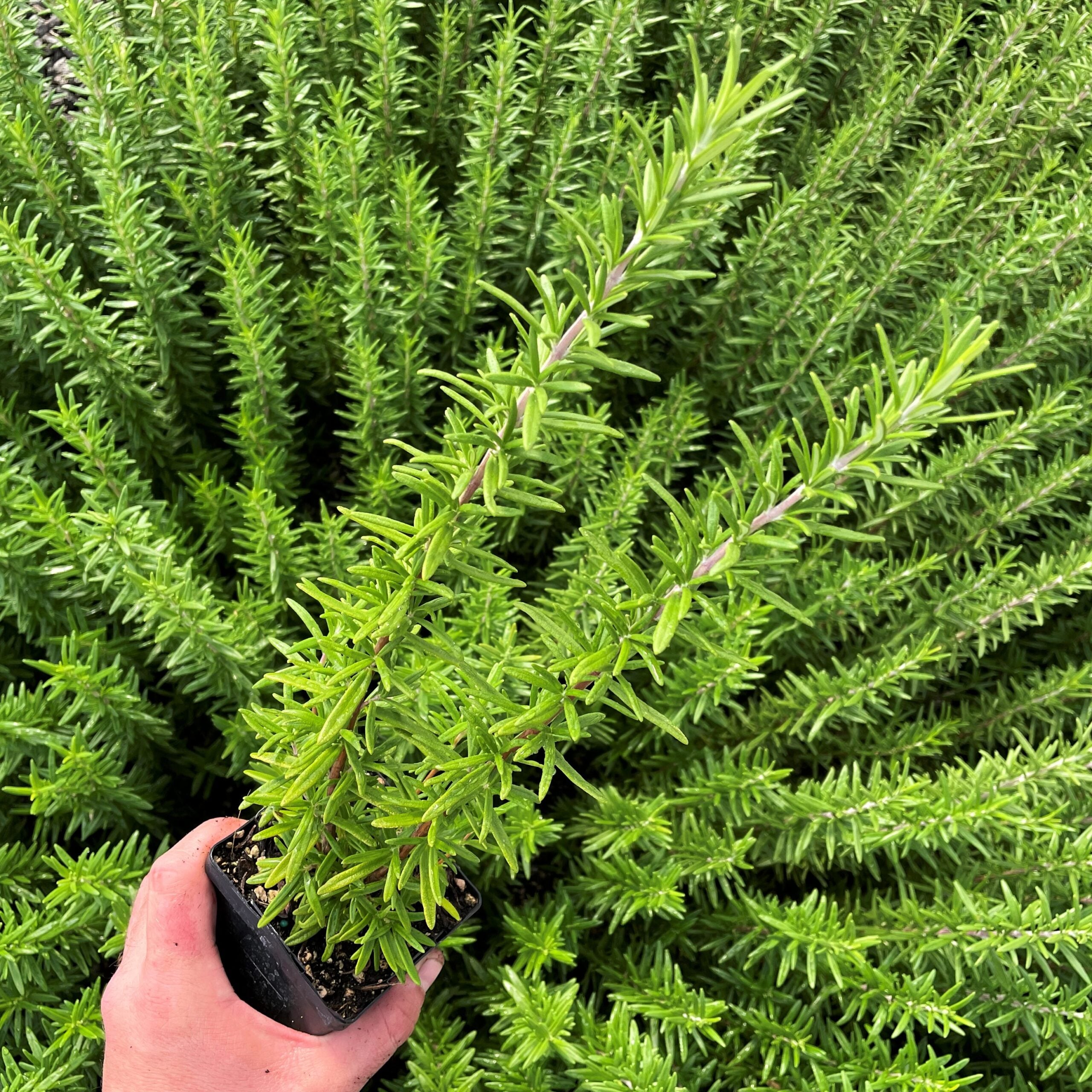 Rosmarinus officinalis 'Spice Island' - Rosemary (3.5" Pot) - Image 5