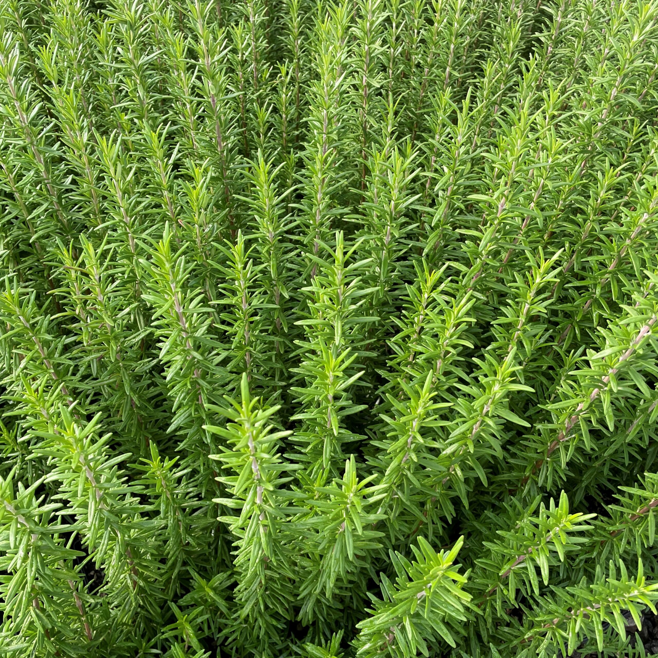 Rosmarinus officinalis 'Spice Island' - Rosemary (3.5" Pot) - Image 7