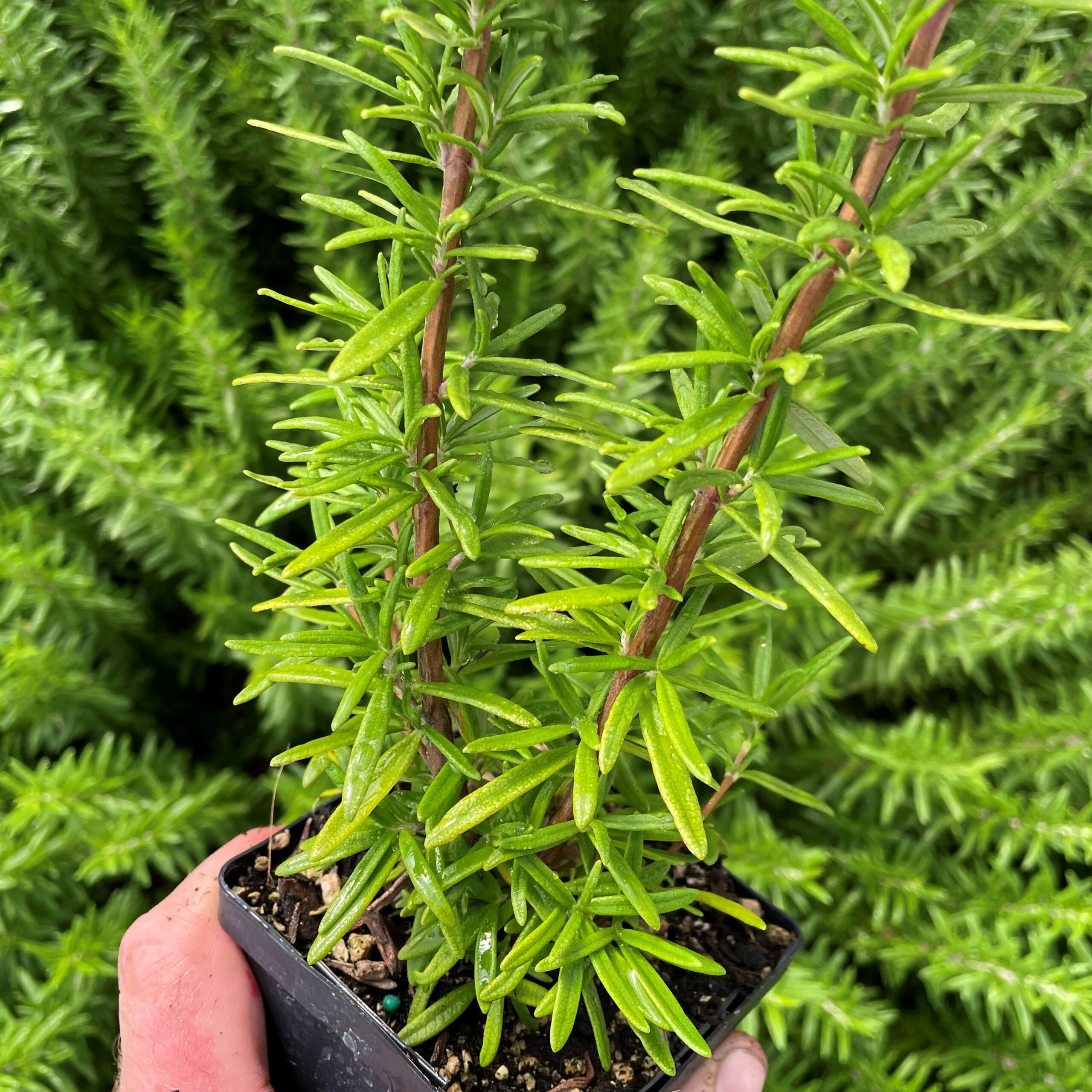 Rosmarinus officinalis 'Spice Island' - Rosemary (3.5" Pot) - Image 6