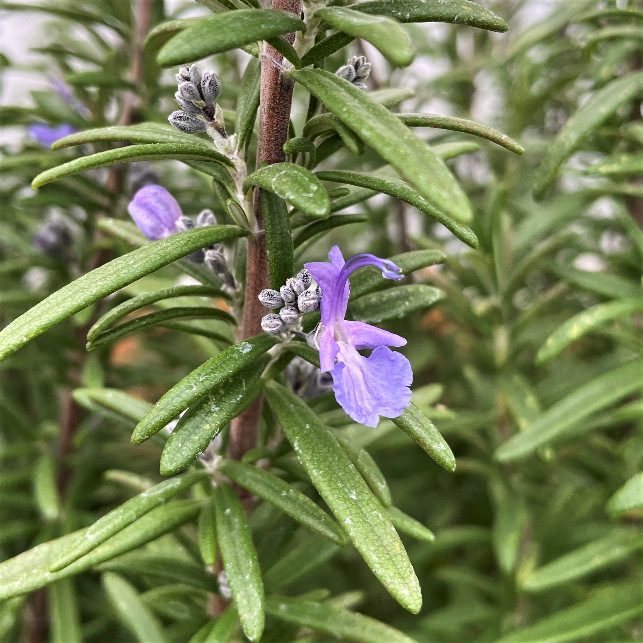 Rosmarinus officinalis 'Spice Island' - Rosemary (3.5" Pot) - Image 3