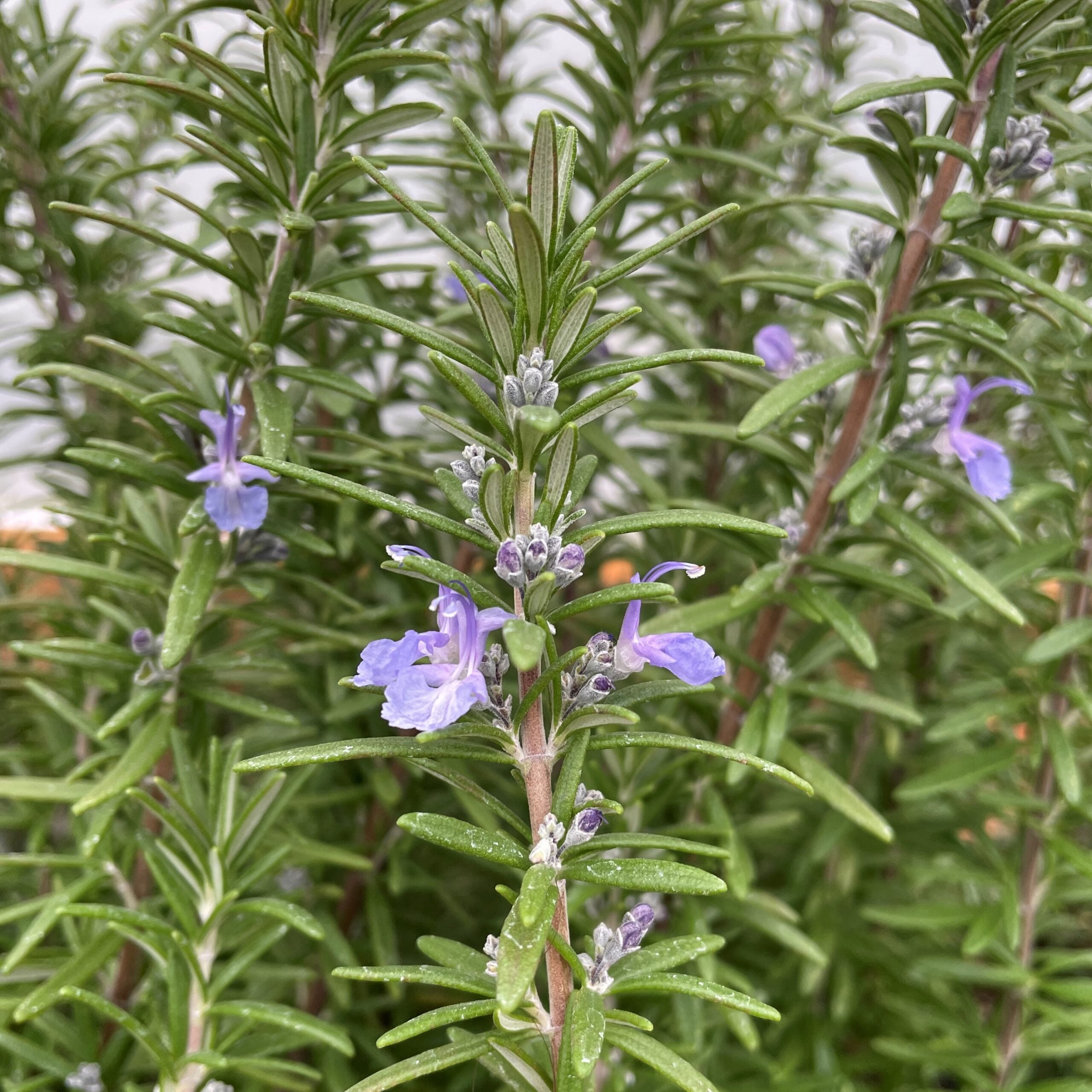 Rosmarinus officinalis 'Spice Island' - Rosemary (3.5" Pot) - Image 2