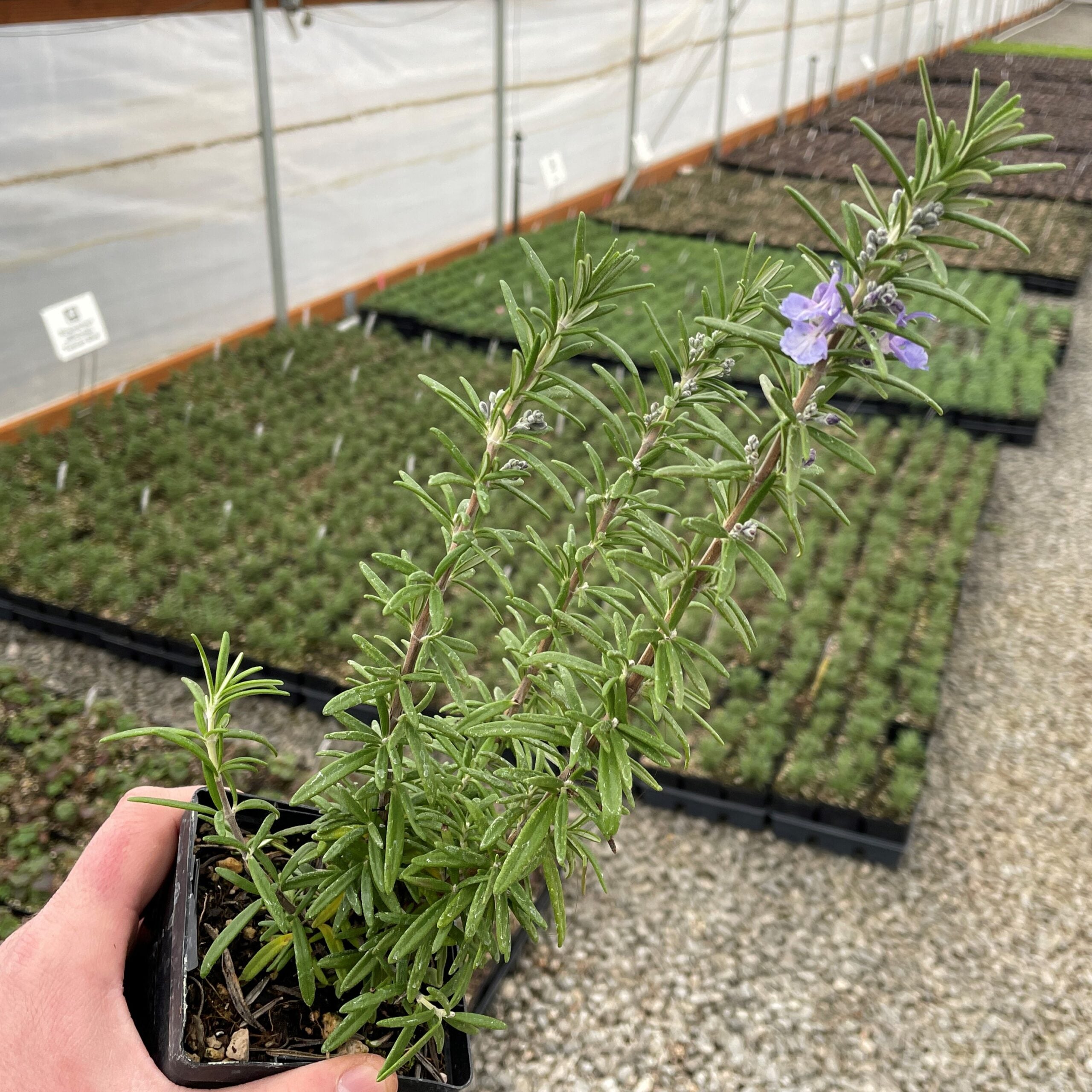 Rosmarinus officinalis 'Spice Island' - Rosemary (3.5" Pot) - Image 4