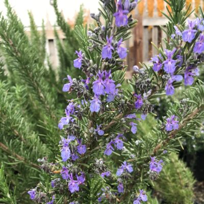 Rosmarinus officinalis 'Spice Island' - Rosemary (3.5" Pot)