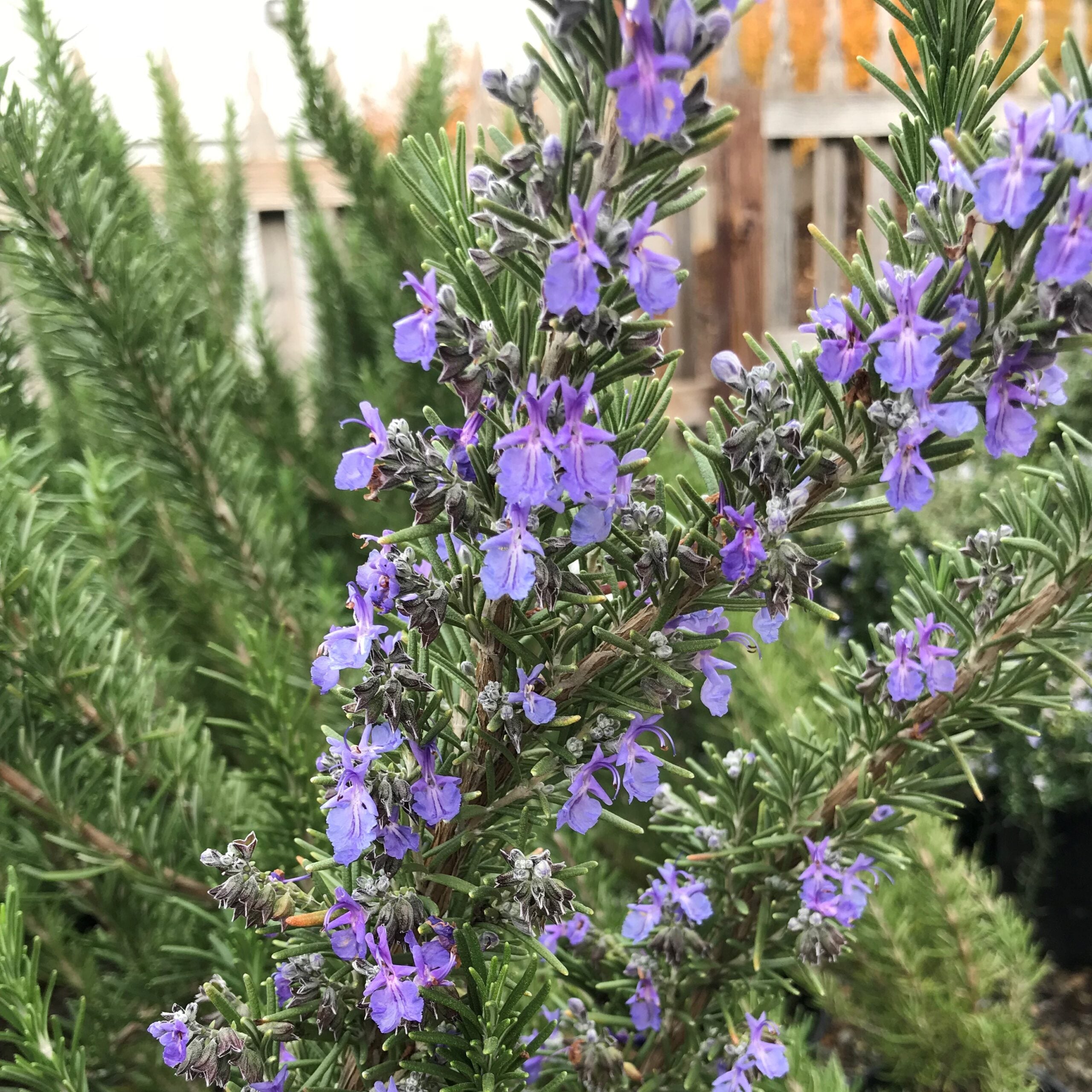 Rosmarinus officinalis 'Spice Island' - Rosemary (3.5" Pot)