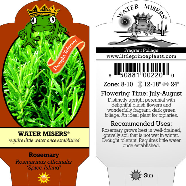 Rosmarinus officinalis 'Spice Island' - Rosemary (3.5" Pot) - Image 9