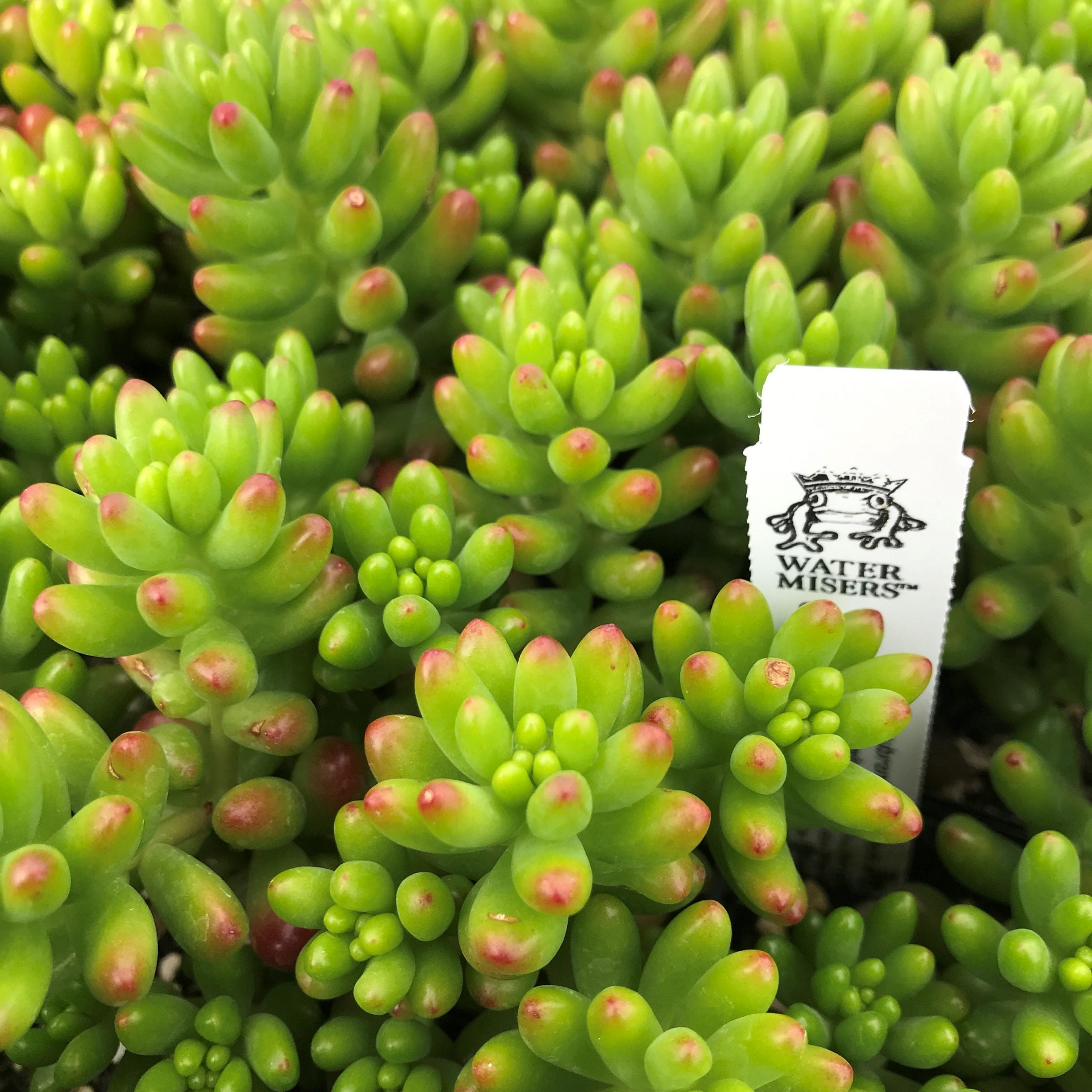 Sedum rubrotinctum - Pork and Beans (3.5" Pot)