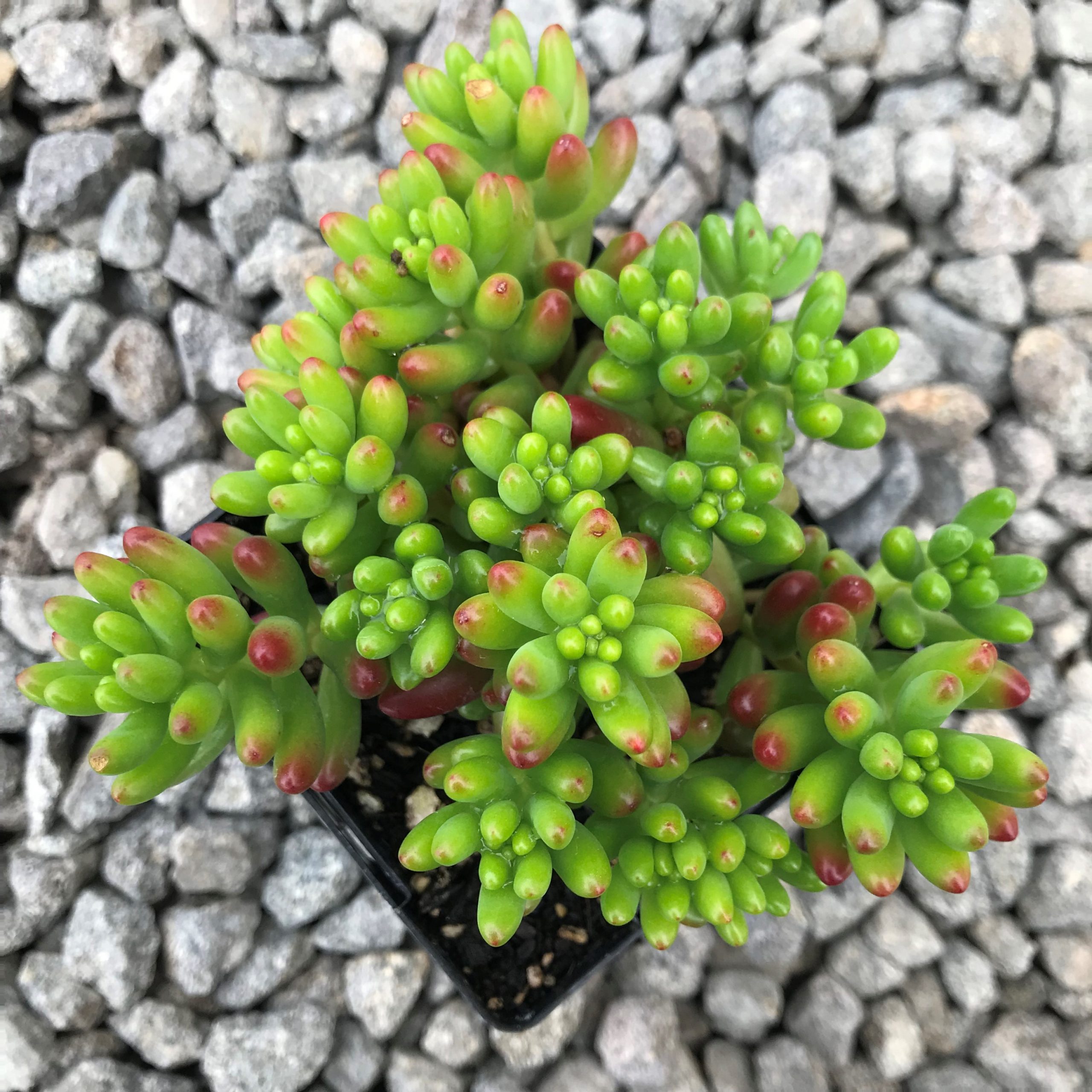 succulents in bulk Gardens Made Easy  Bulk Succulent 50-pack: Colorful, Cute & Carefree  Plants  Wedding, Celebration, DIY Succulents - (2" Pots)