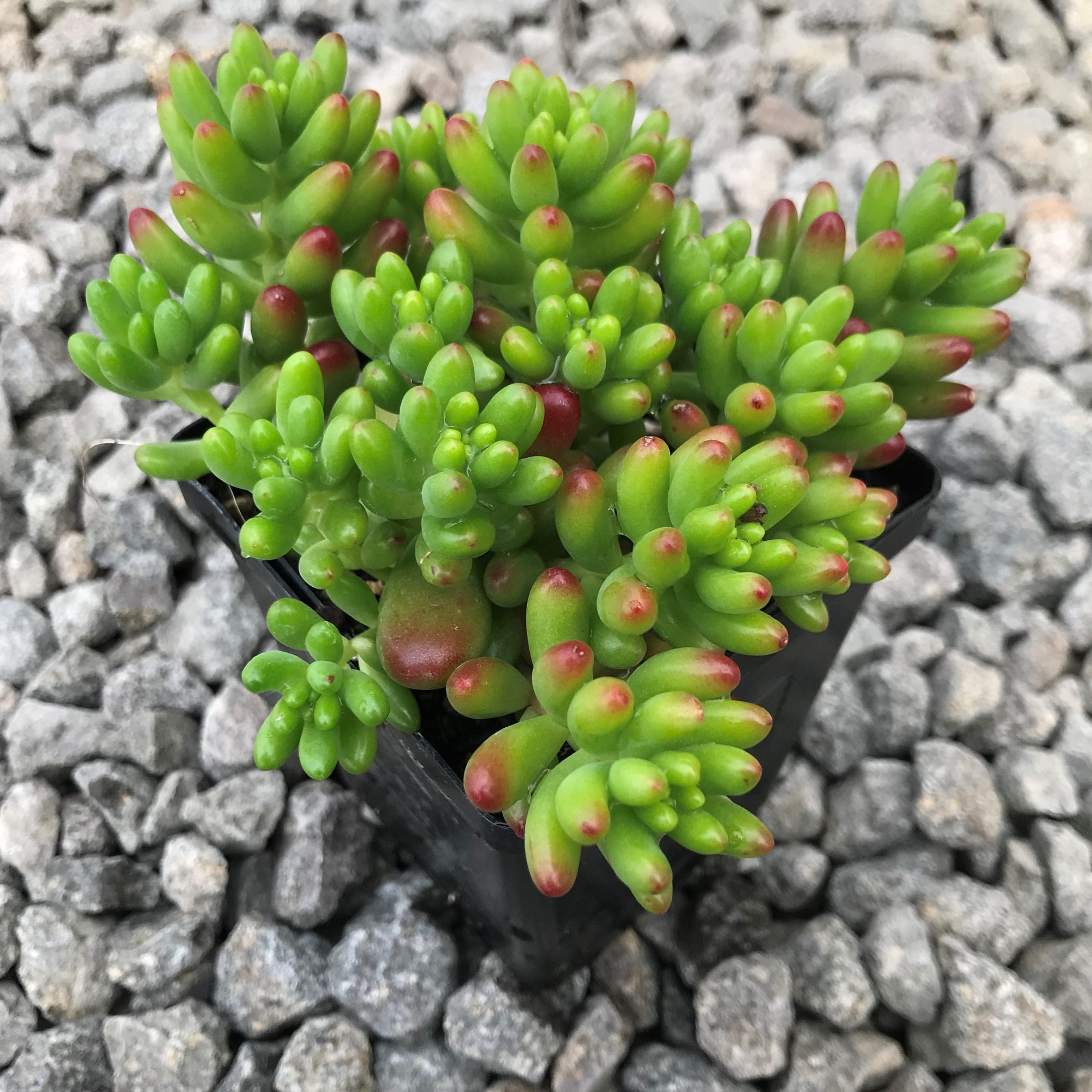 Sedum rubrotinctum - Pork and Beans (3.5" Pot) - Image 3