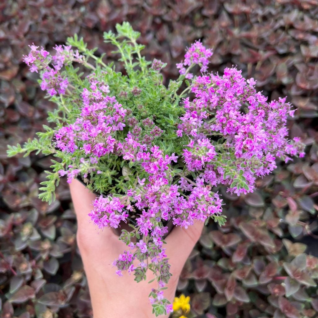 Thymus-praecox-Bressingham-