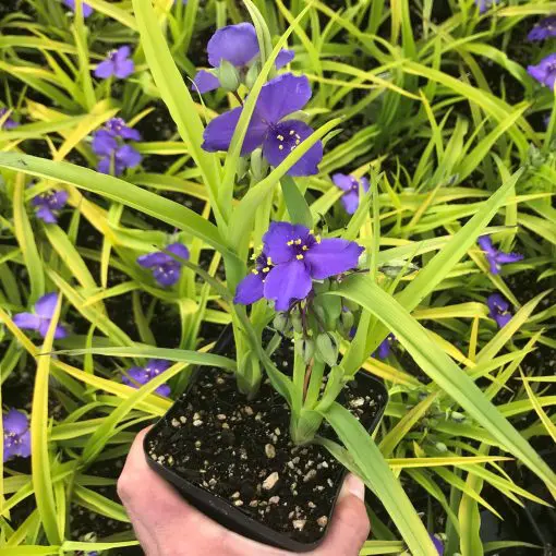 rosymonsterフラワー刺繍 ネイビーウインドブレーカー　011 Tradescantia 'Sweet Kate' - Spiderwort (4.5