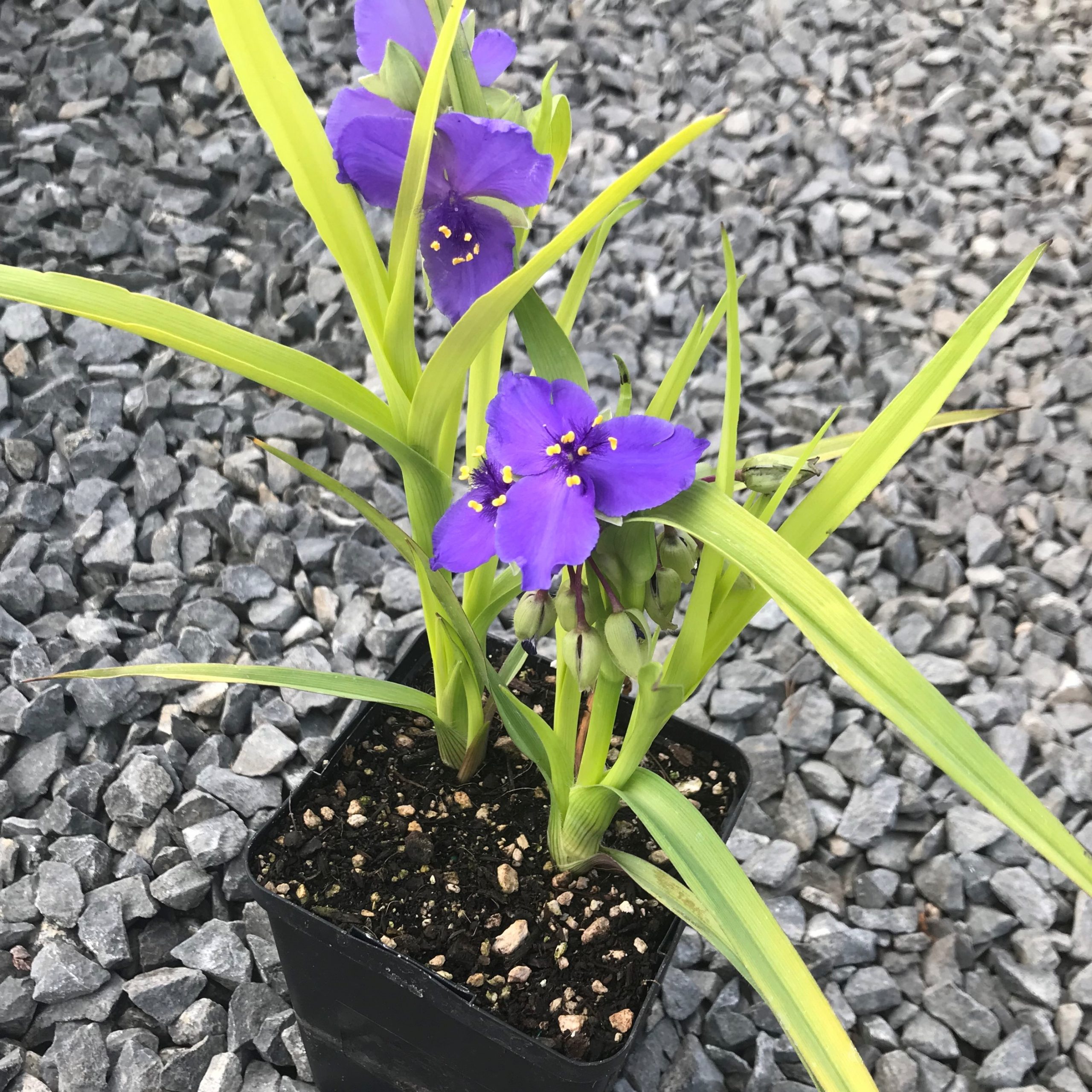 Tradescantia 'Sweet Kate' - Spiderwort (4.5" Pot) - Image 2