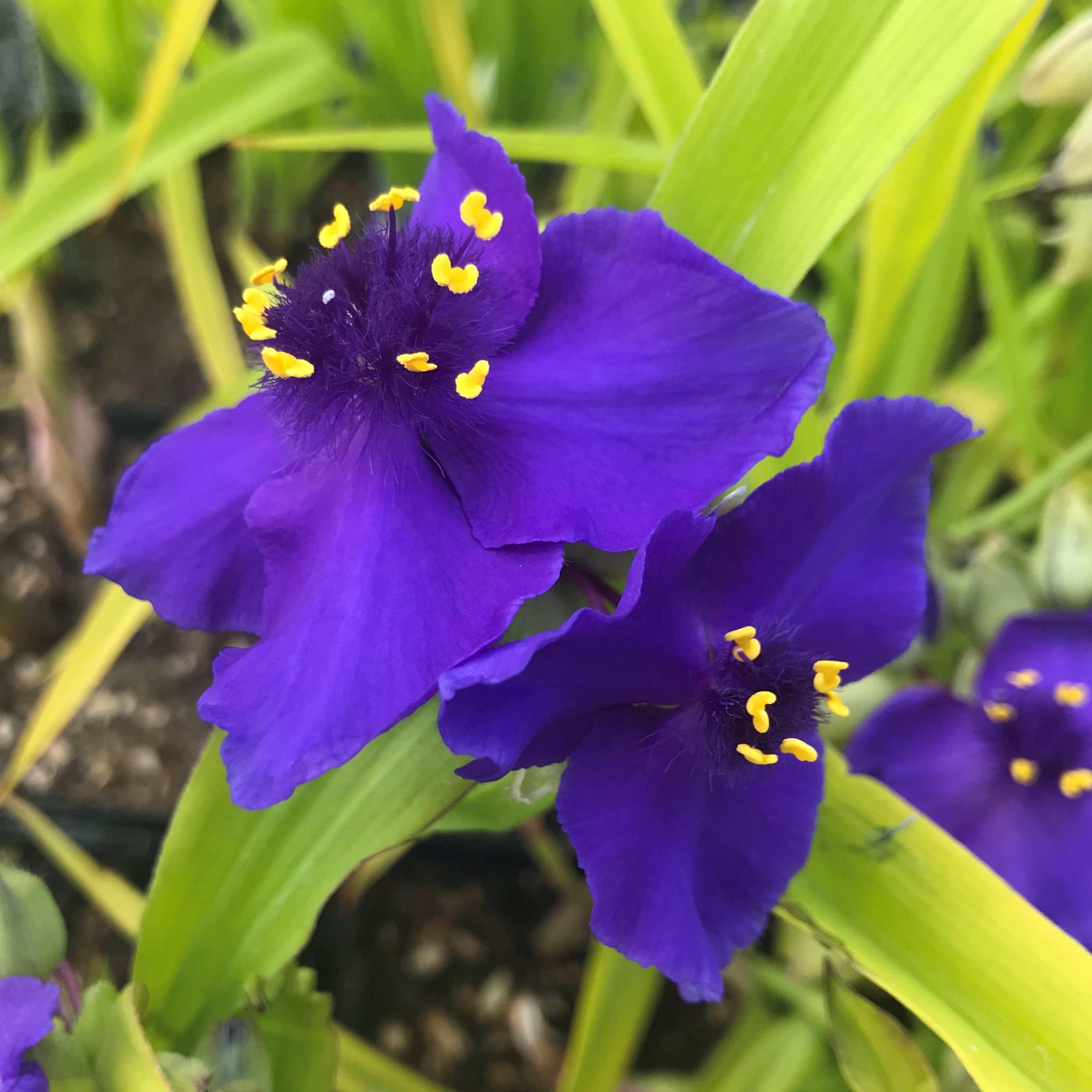 Tradescantia 'Sweet Kate' - Spiderwort (4.5" Pot) - Image 5
