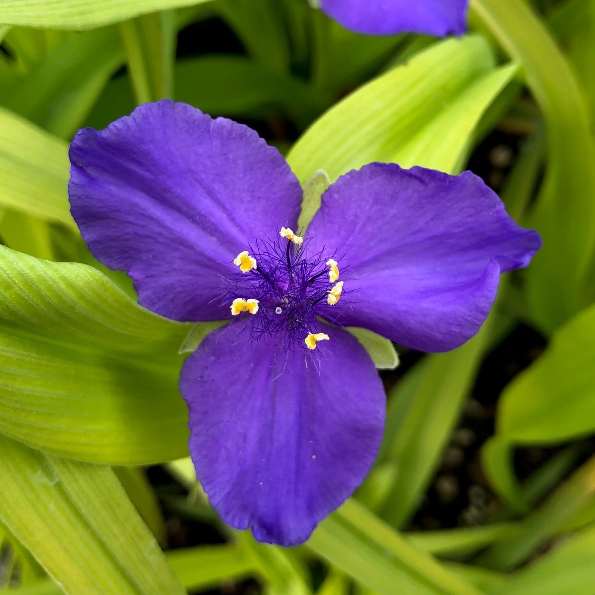 Tradescantia 'Sweet Kate' - Spiderwort (4.5
