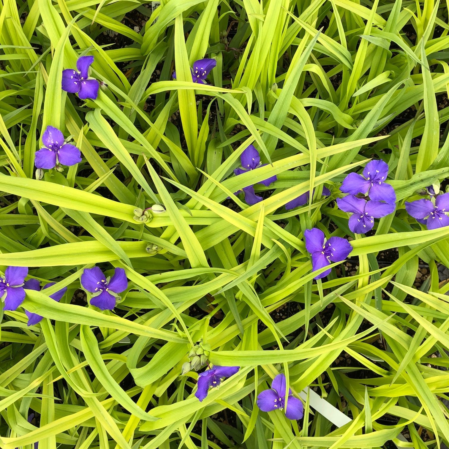 Tradescantia 'Sweet Kate' - Spiderwort (4.5" Pot) - Image 6