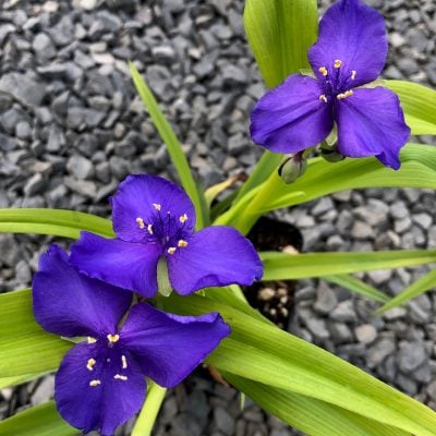Tradescantia 'Sweet Kate' - Spiderwort (4.5" Pot)
