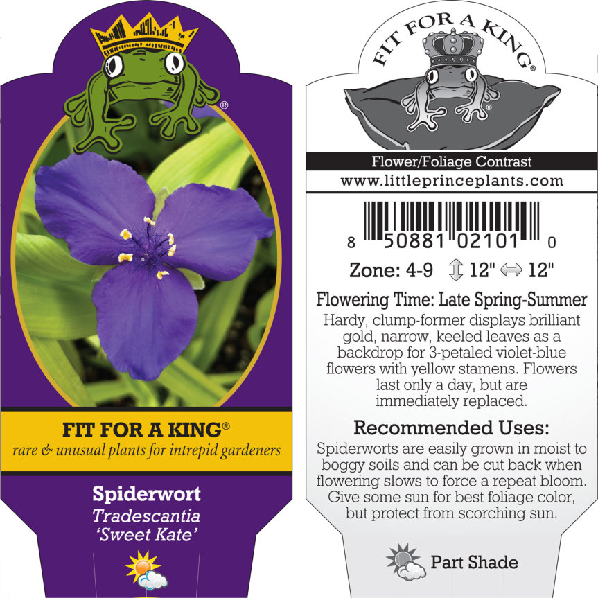 Tradescantia 'Sweet Kate' - Spiderwort (4.5" Pot) - Image 7