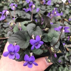 Viola labradorica – Labrador Violet (3.5″ Pot)