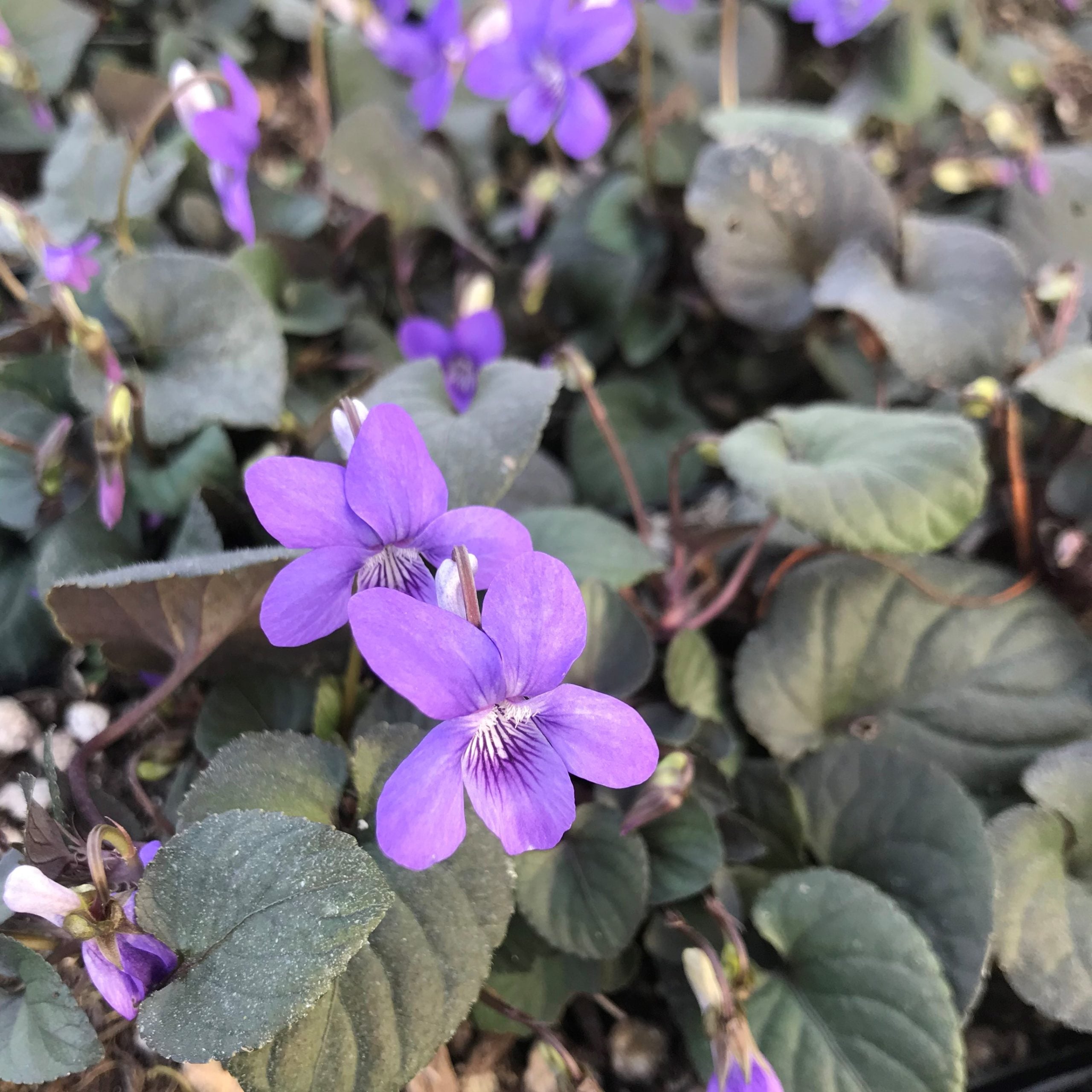 Viola labradorica - Labrador Violet (3.5" Pot) - Image 5