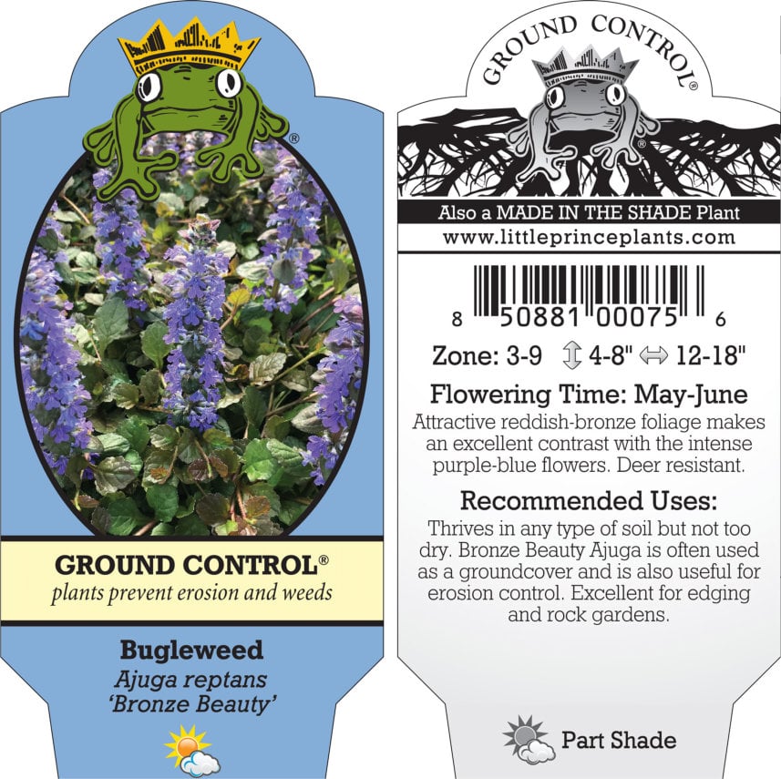 Ajuga reptans 'Bronze Beauty' - Bugleweed (3.5" Pot) - Image 8