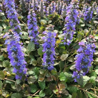 Ajuga reptans 'Bronze Beauty' - Bugleweed (3.5" Pot)