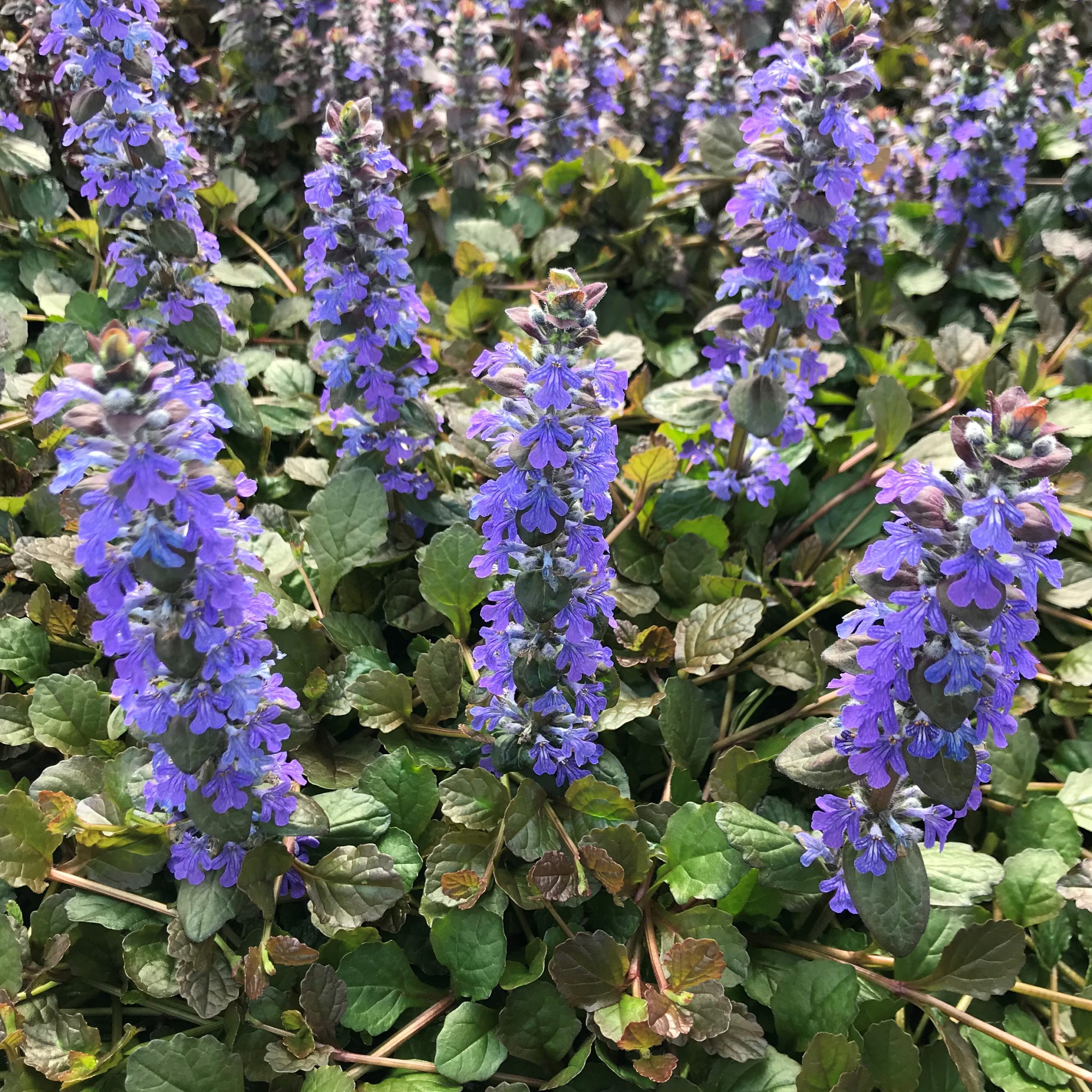 Ajuga reptans 'Bronze Beauty' - Bugleweed (3.5" Pot)