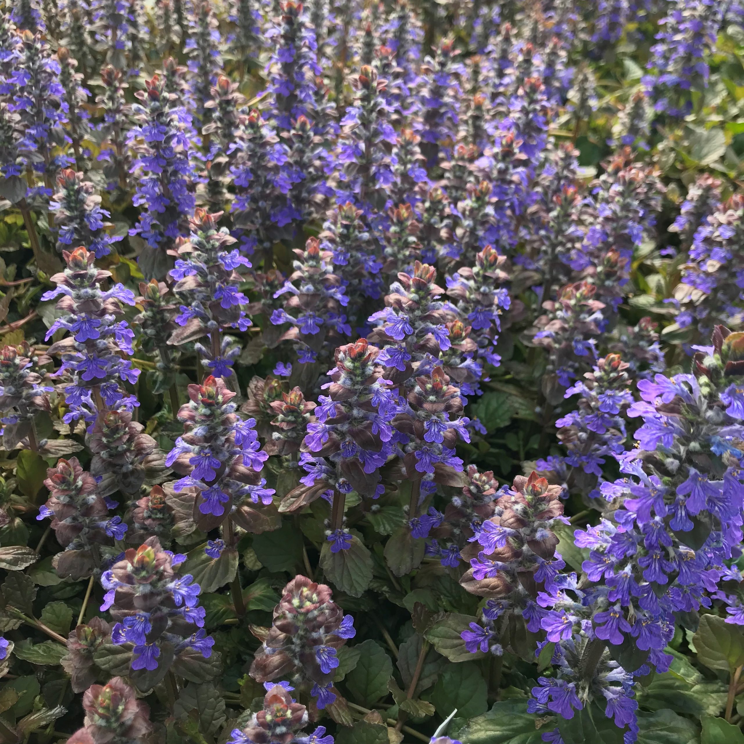 Ajuga reptans 'Bronze Beauty' - Bugleweed (3.5" Pot) - Image 4