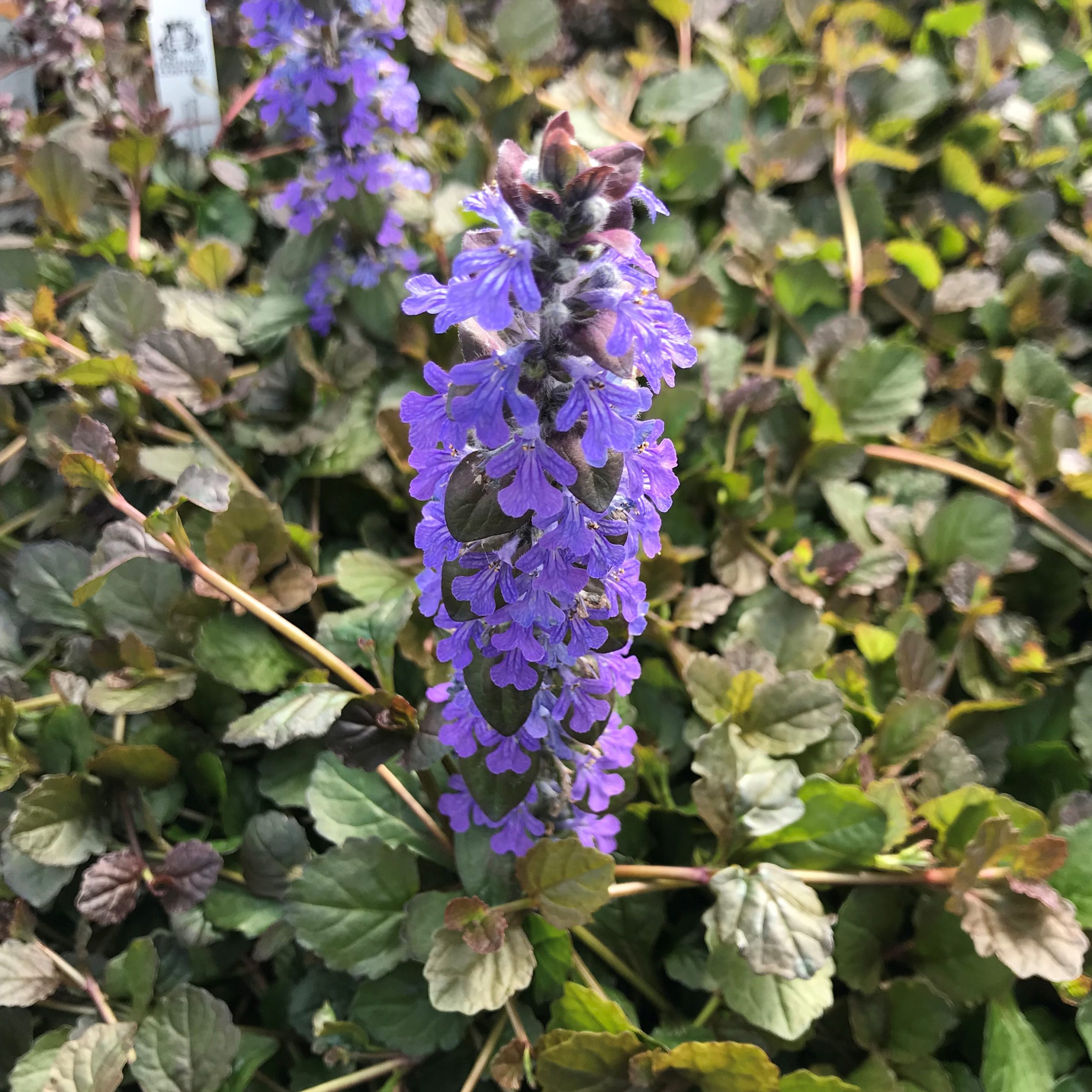 Ajuga reptans 'Bronze Beauty' - Bugleweed (3.5" Pot) - Image 5