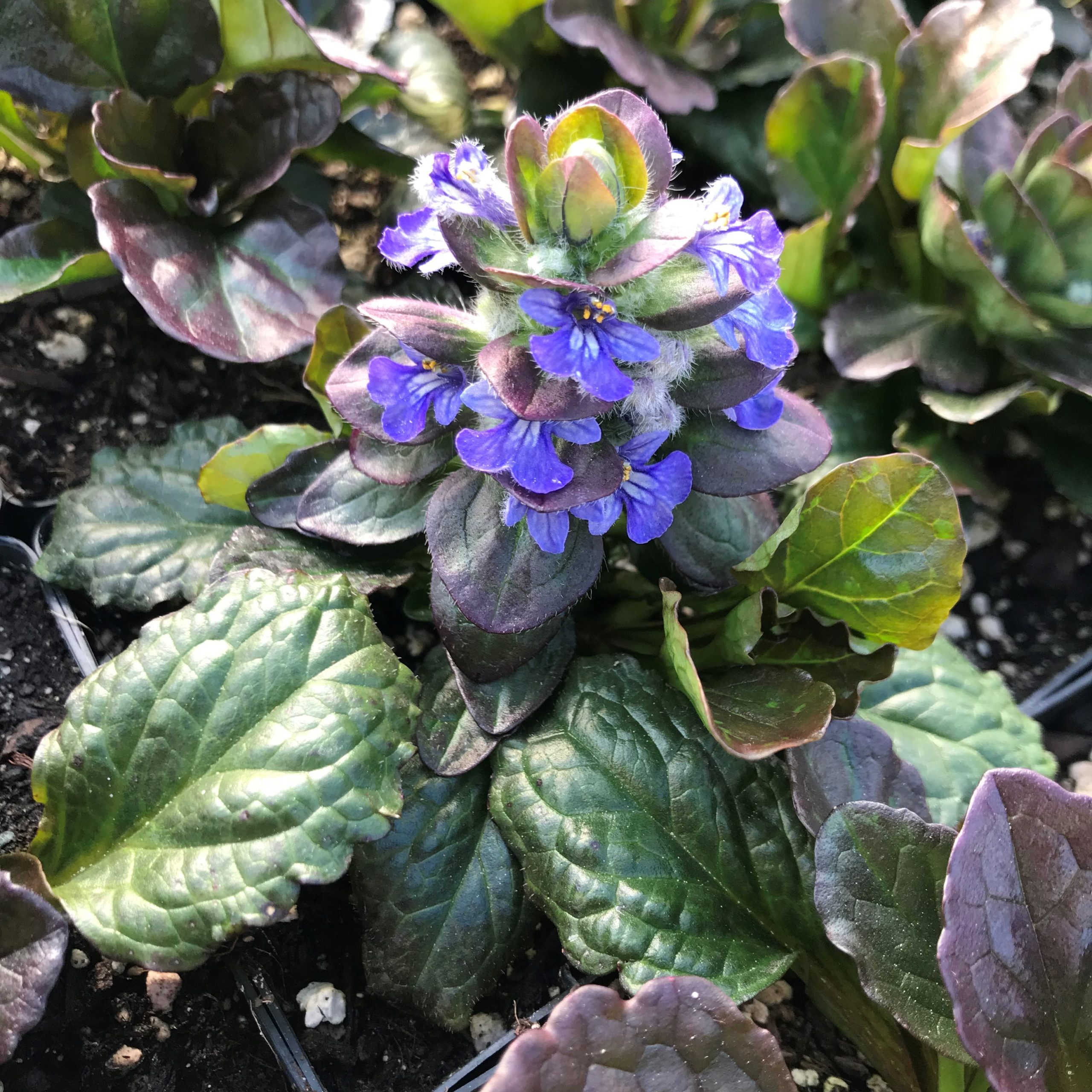 Ajuga reptans 'Catlin's Giant' - Bugleweed (3.5" Pot) - Image 3