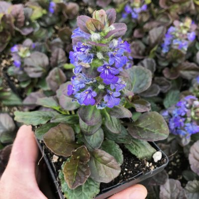 Ajuga reptans 'Catlin's Giant' - Bugleweed (3.5" Pot)