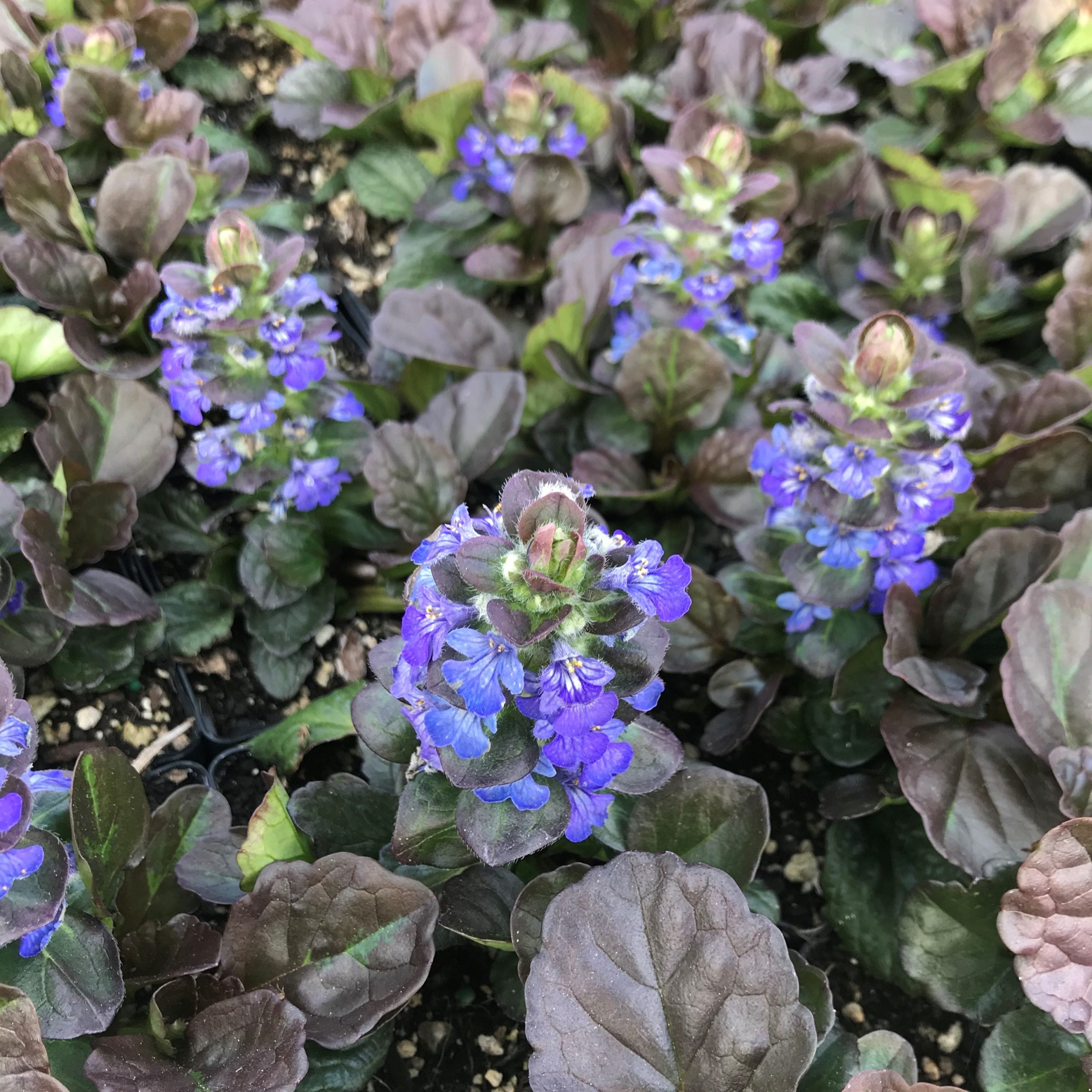 Ajuga reptans 'Catlin's Giant' - Bugleweed (3.5" Pot) - Image 2