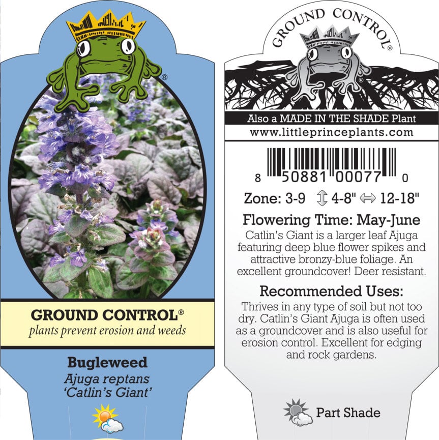 Ajuga reptans 'Catlin's Giant' - Bugleweed (3.5" Pot) - Image 7