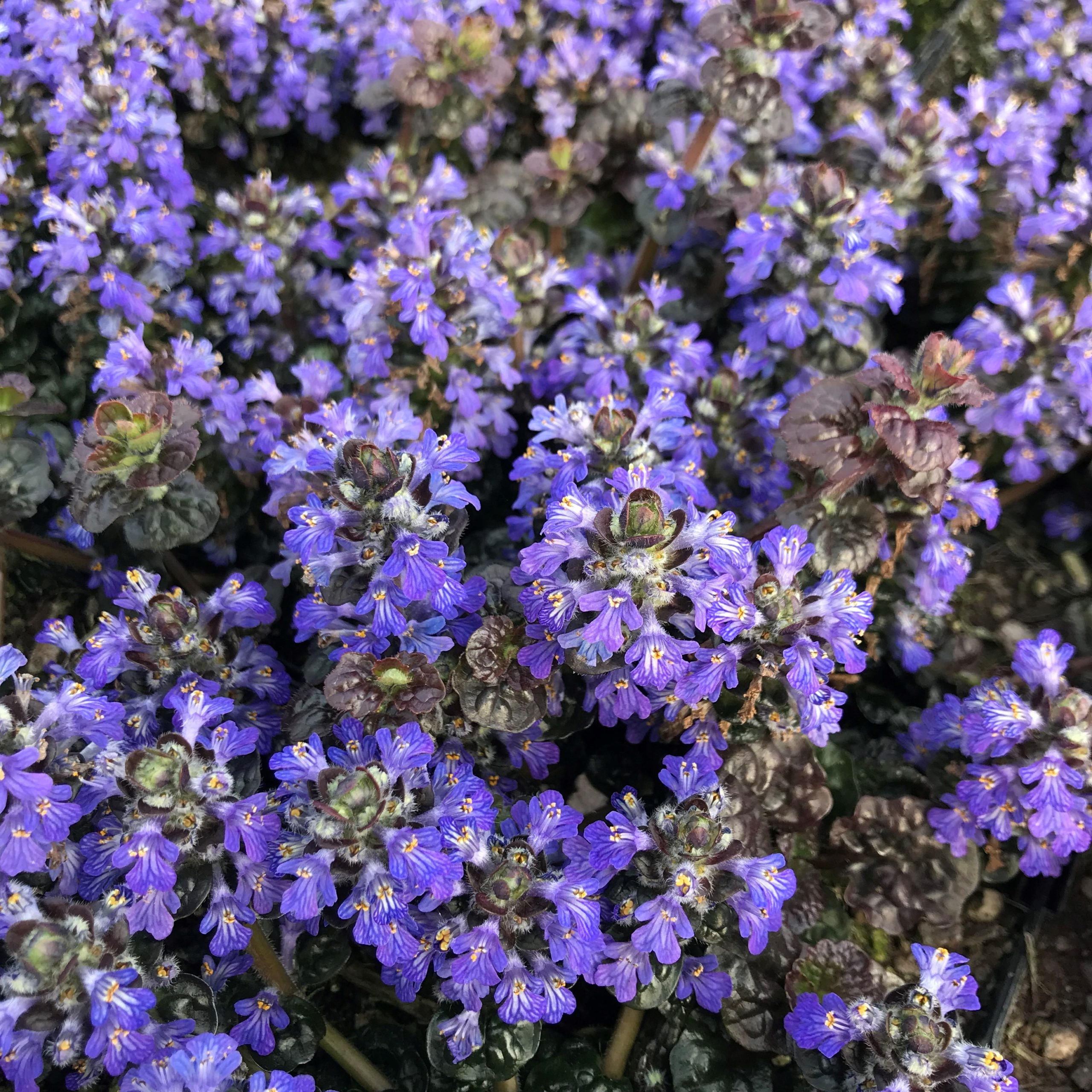Ajuga reptans 'Metallica Crispa' - Bugleweed (3.5" Pot)