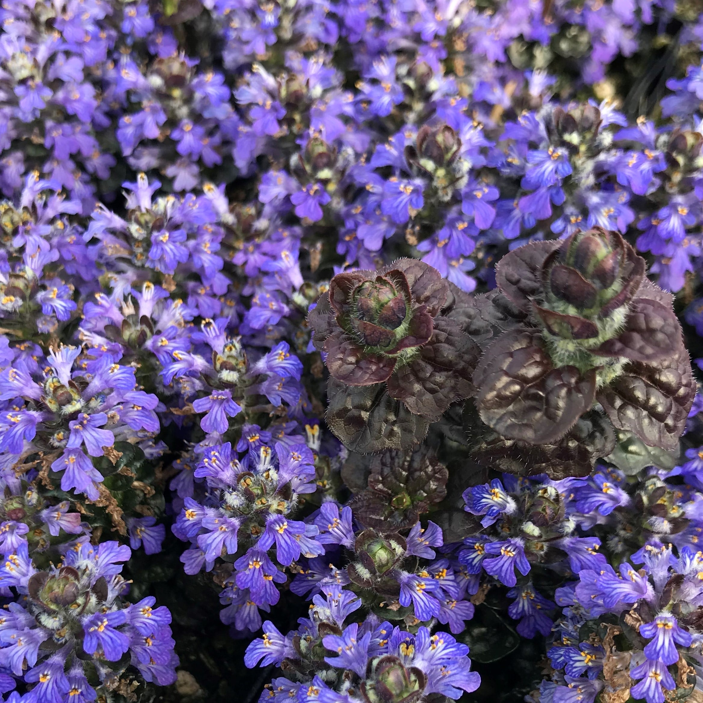 Ajuga reptans 'Metallica Crispa' - Bugleweed (3.5" Pot) - Image 3