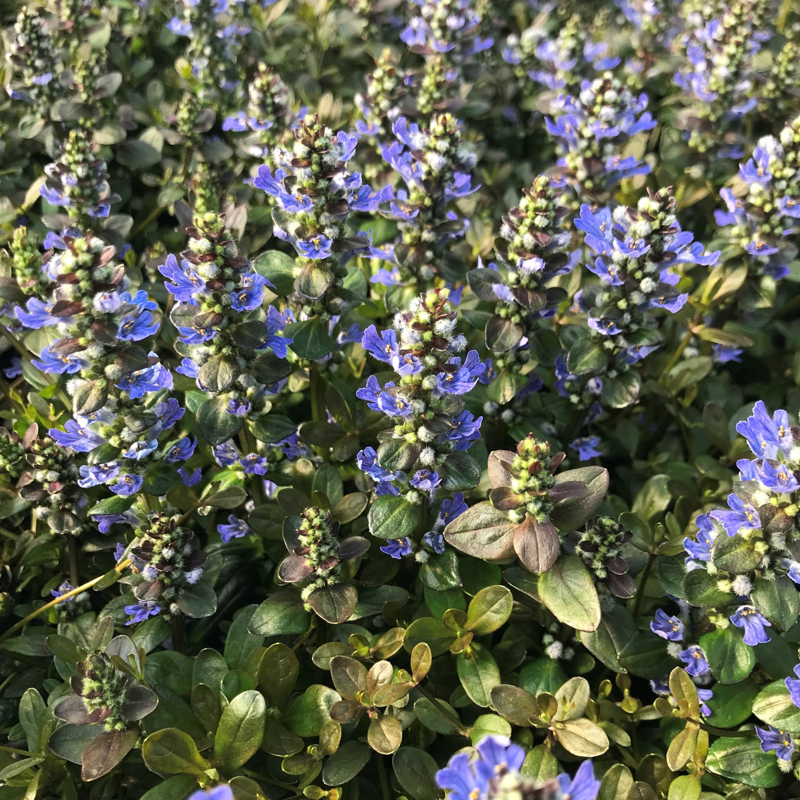Ajuga reptans 'Chocolate Chip' - Bugleweed (3.5" Pot) - Image 4