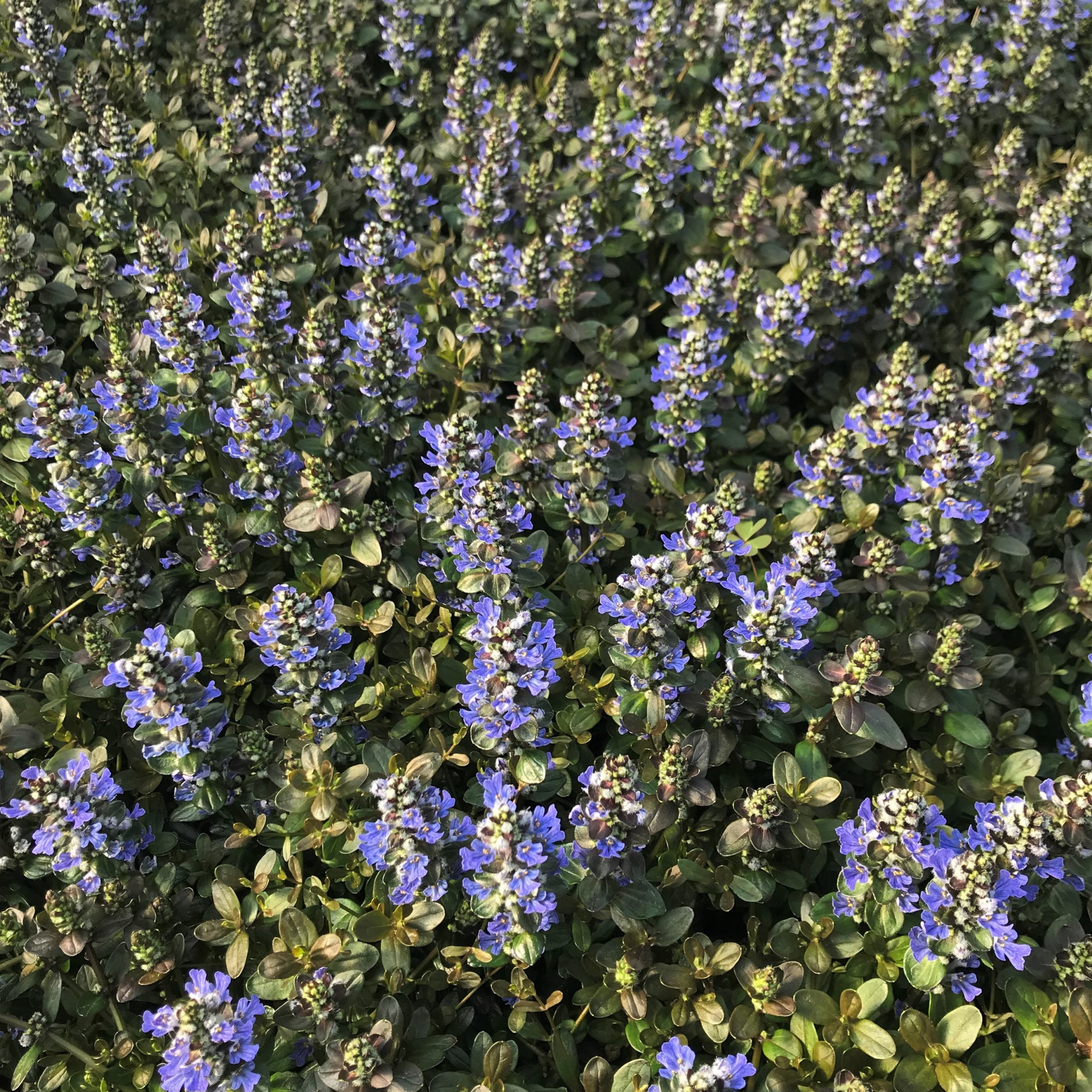 Ajuga reptans 'Chocolate Chip' - Bugleweed (3.5" Pot) - Image 5